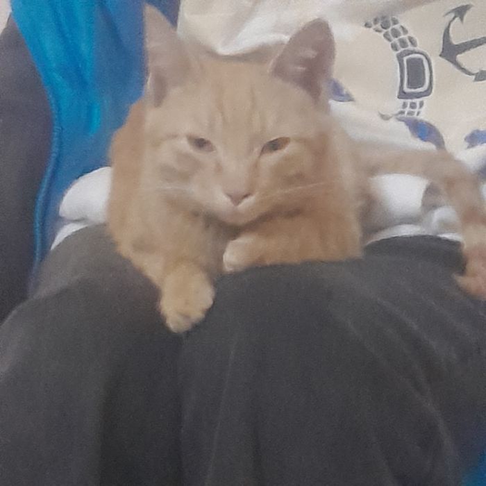 Котёнок,рыженький,игривый,маленьк