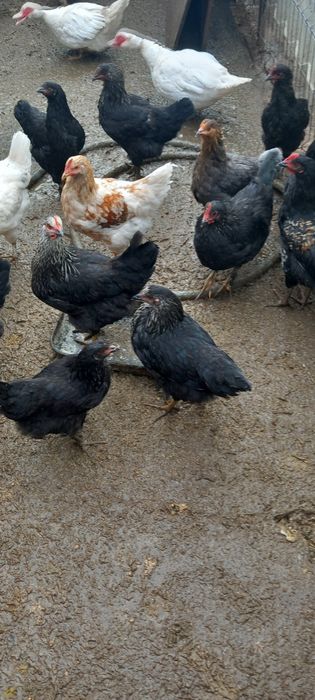 Pui de curte de  anul asta ,