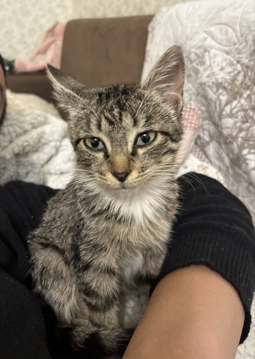 Котенок девочка в добрые руки!