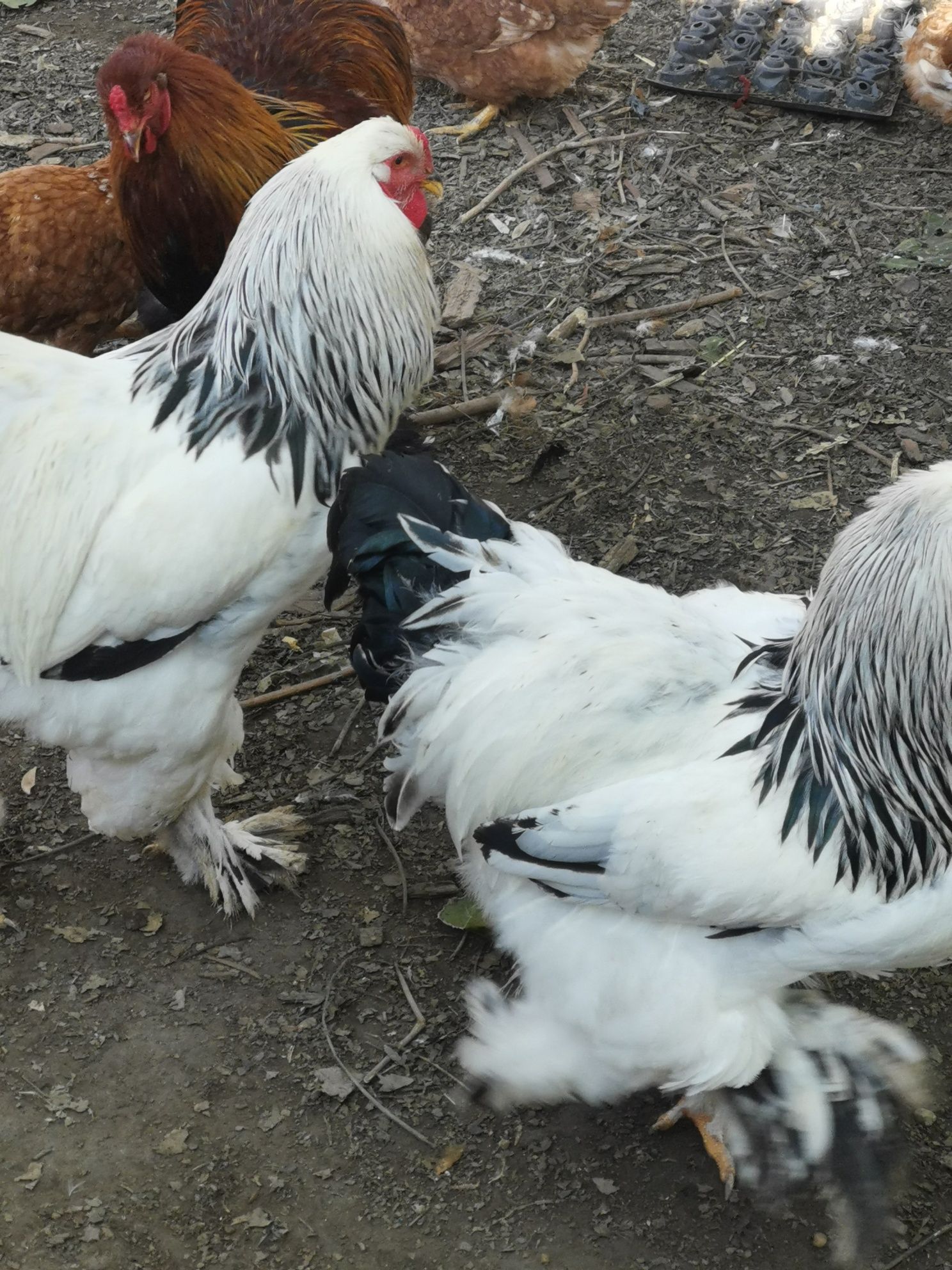 Vând cocoși brahma încuiepand de 150 lei bucata