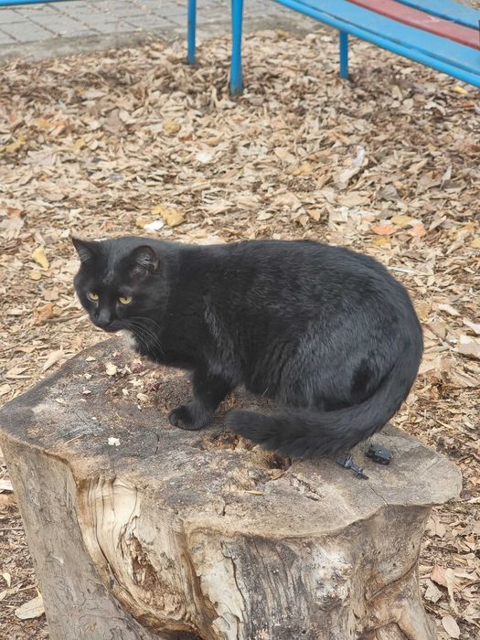 Отдам кота черного!