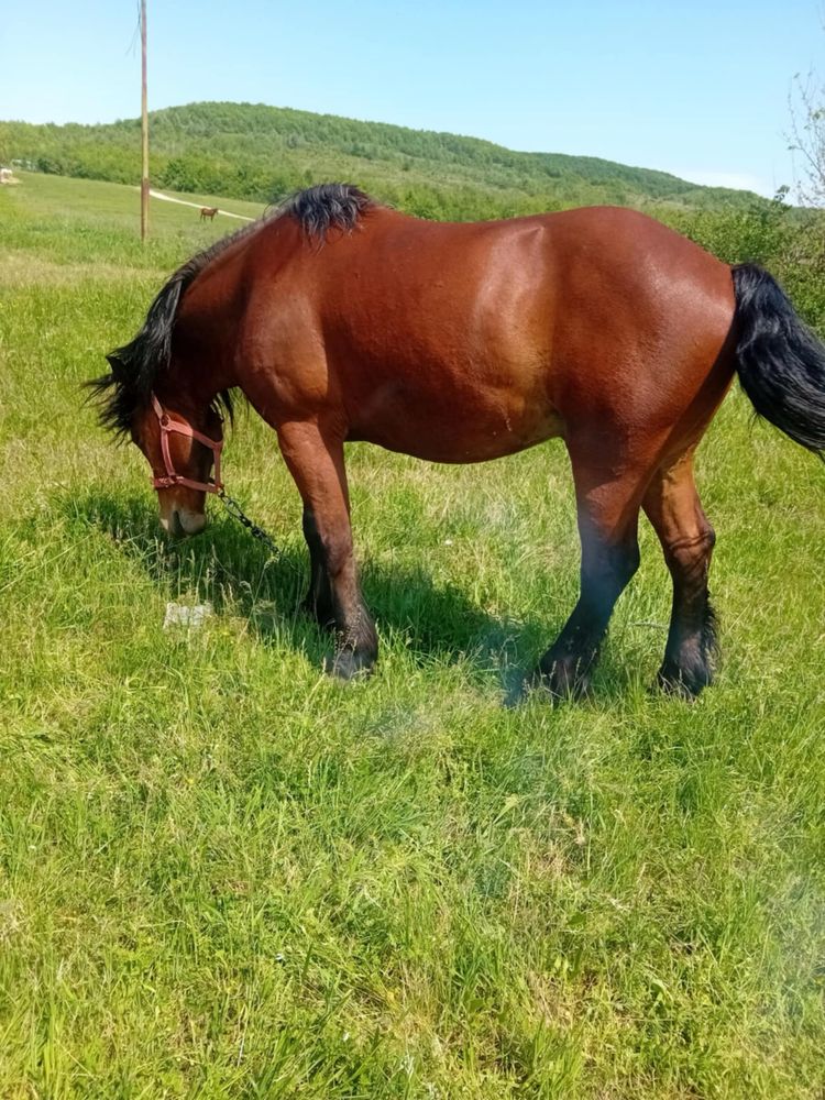 Cal semi-greu detalii pret in privat