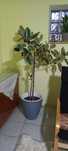 Plante de gradina