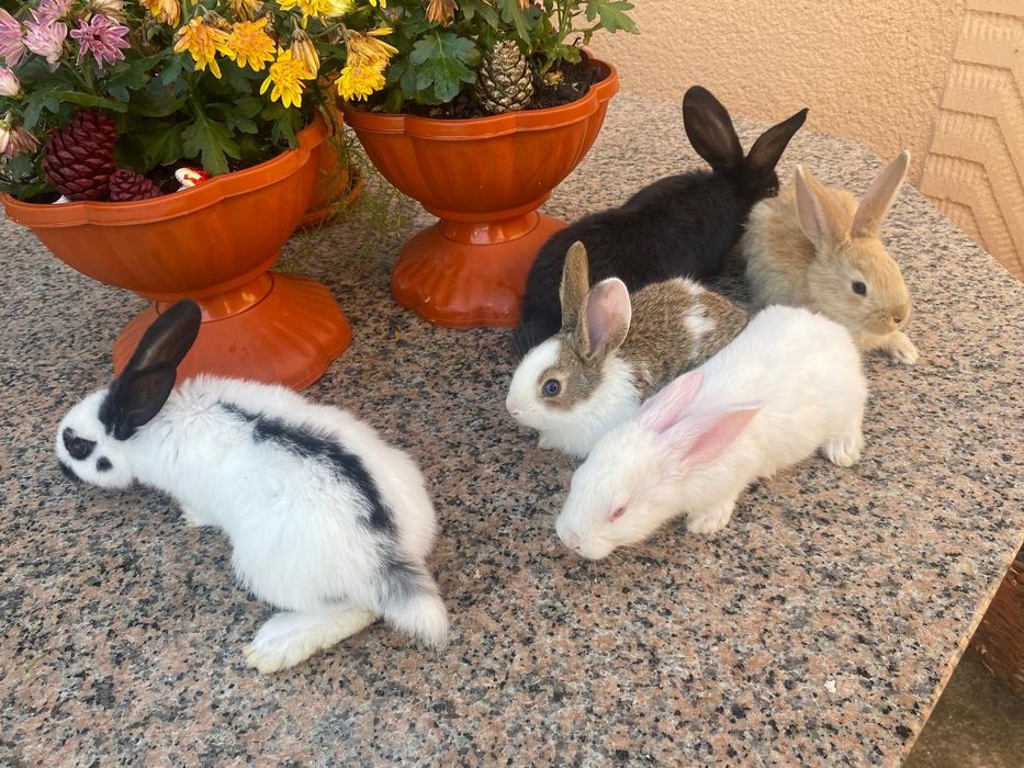 Vind iepuri rasa hicole francez și fluture german