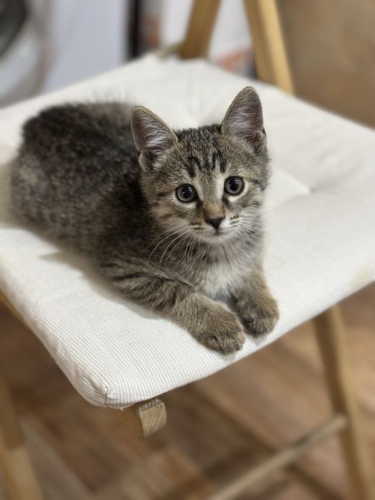 Отдам в хорошие руки кошечку!