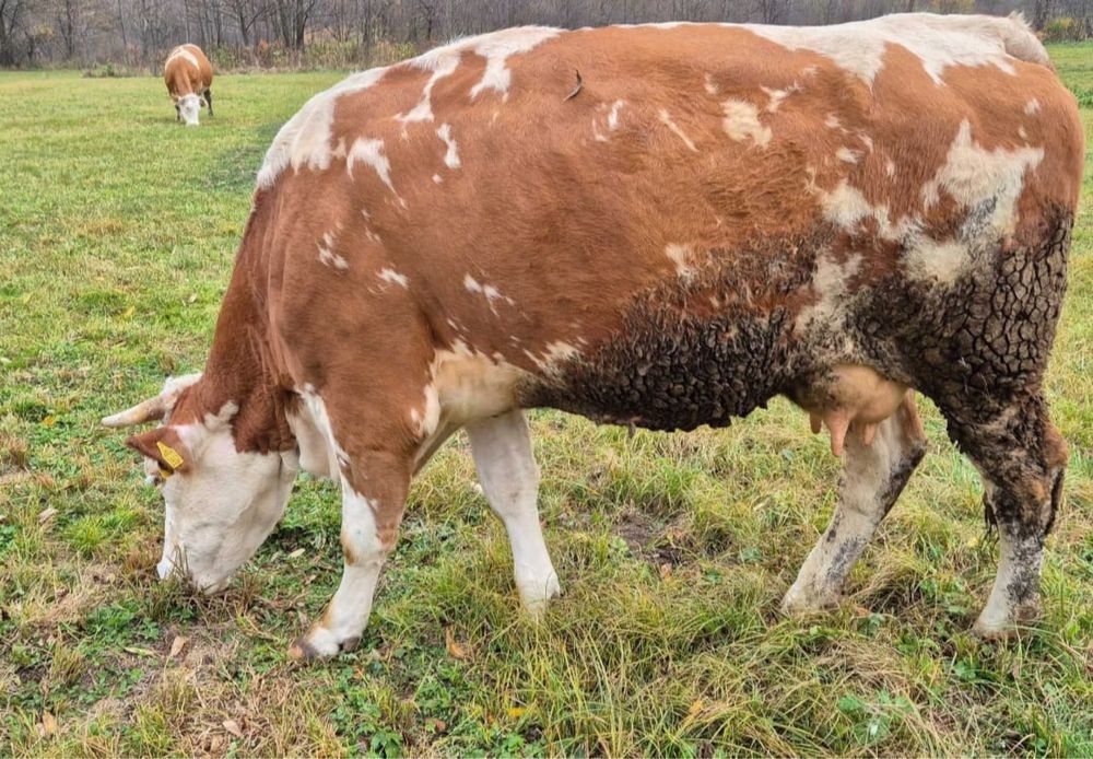 Vand vaca baltata romaneasca