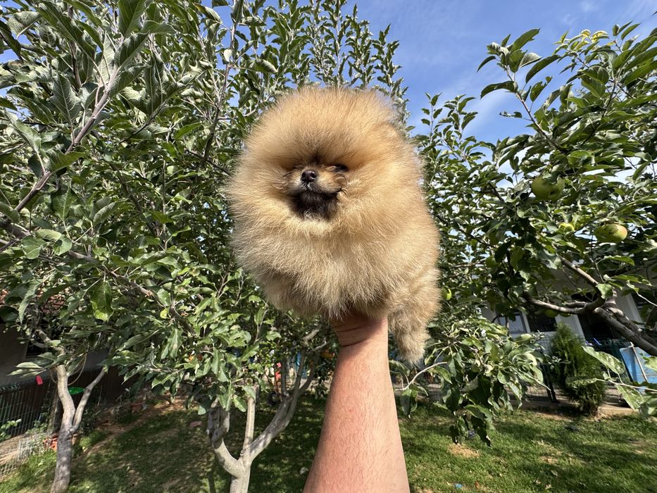 Продавам померан - възможна доставка