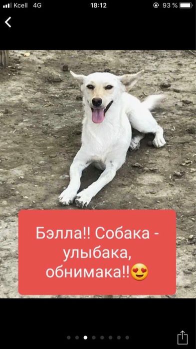 Собачки в добрые руки!