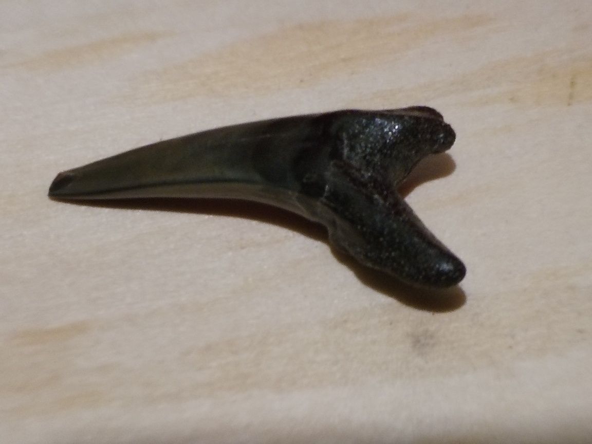 Fosile de Megalodon