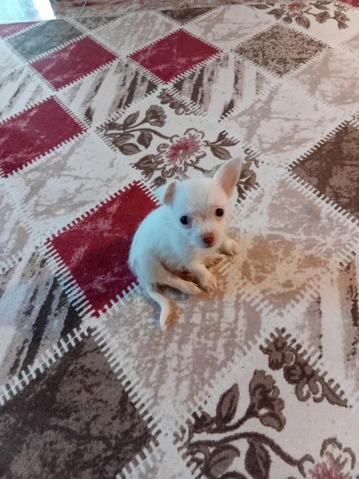 Момченце чихуахуа