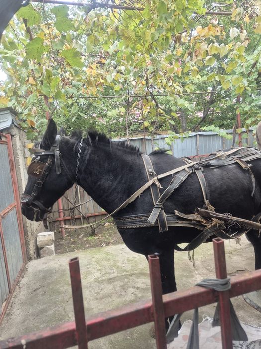 Vand iapa blanda si muncitoare!