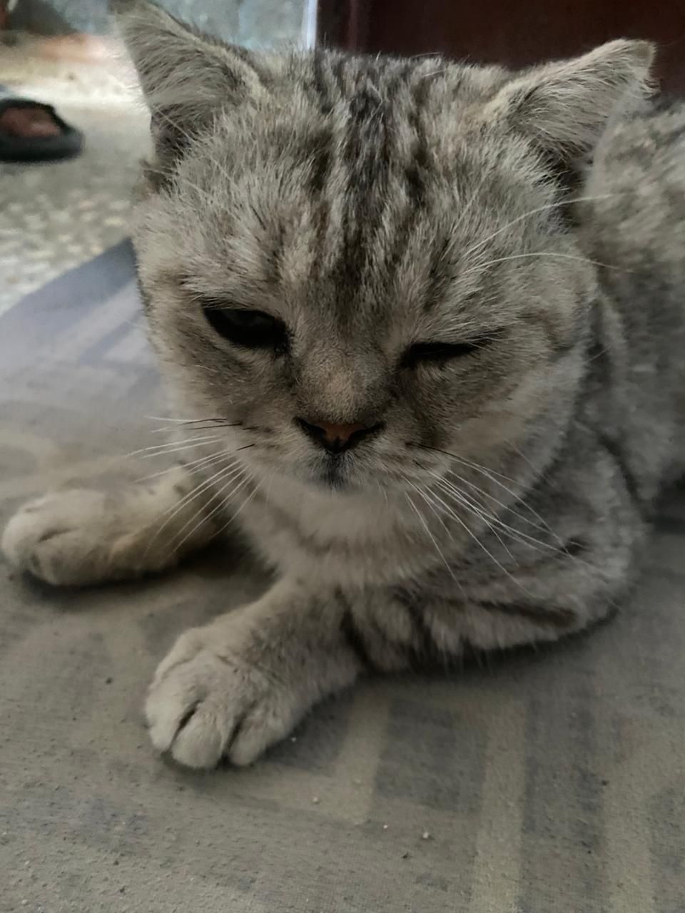 Шотланский мысық вислоухая