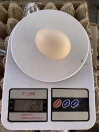 Инкубационные яйца бройлер росс-308 Инкубациялық жұмыртқа