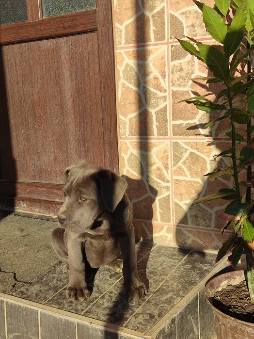 Vând cane corso  corso
