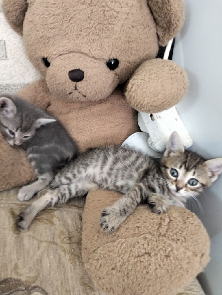 Отдам котят бесплатно