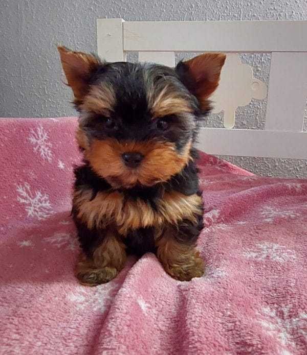 De vanzare Yorkshire terrier talie mini absolut superb/transport