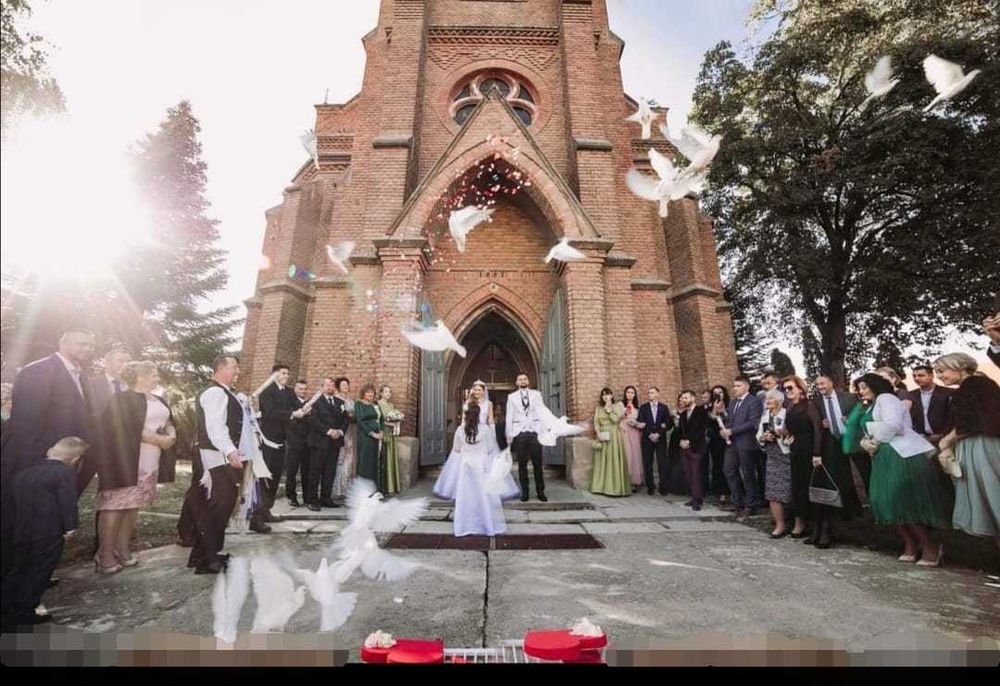 Porumbei Albi Nunta Arad