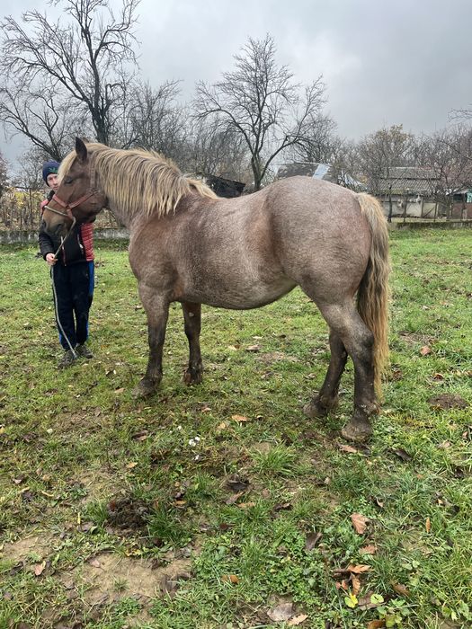 Vand Iapa de 4 anii !!