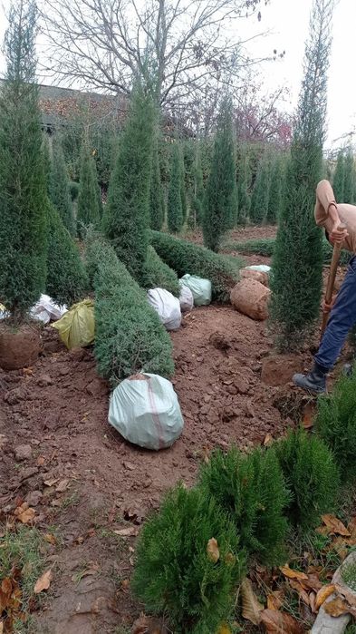 Har xil turdagi archalar