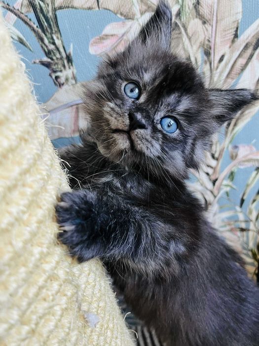 Мейн-куун котенца