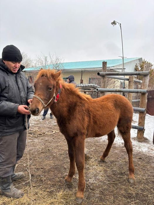 жабагы полутяж семиз