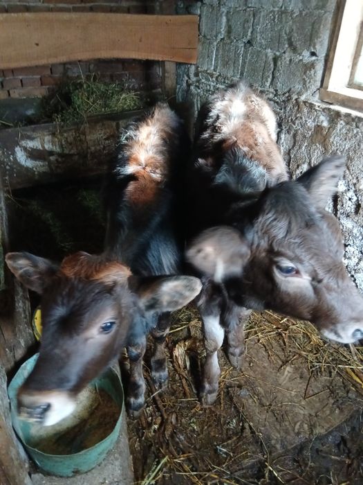 De vânzare 2 vitele