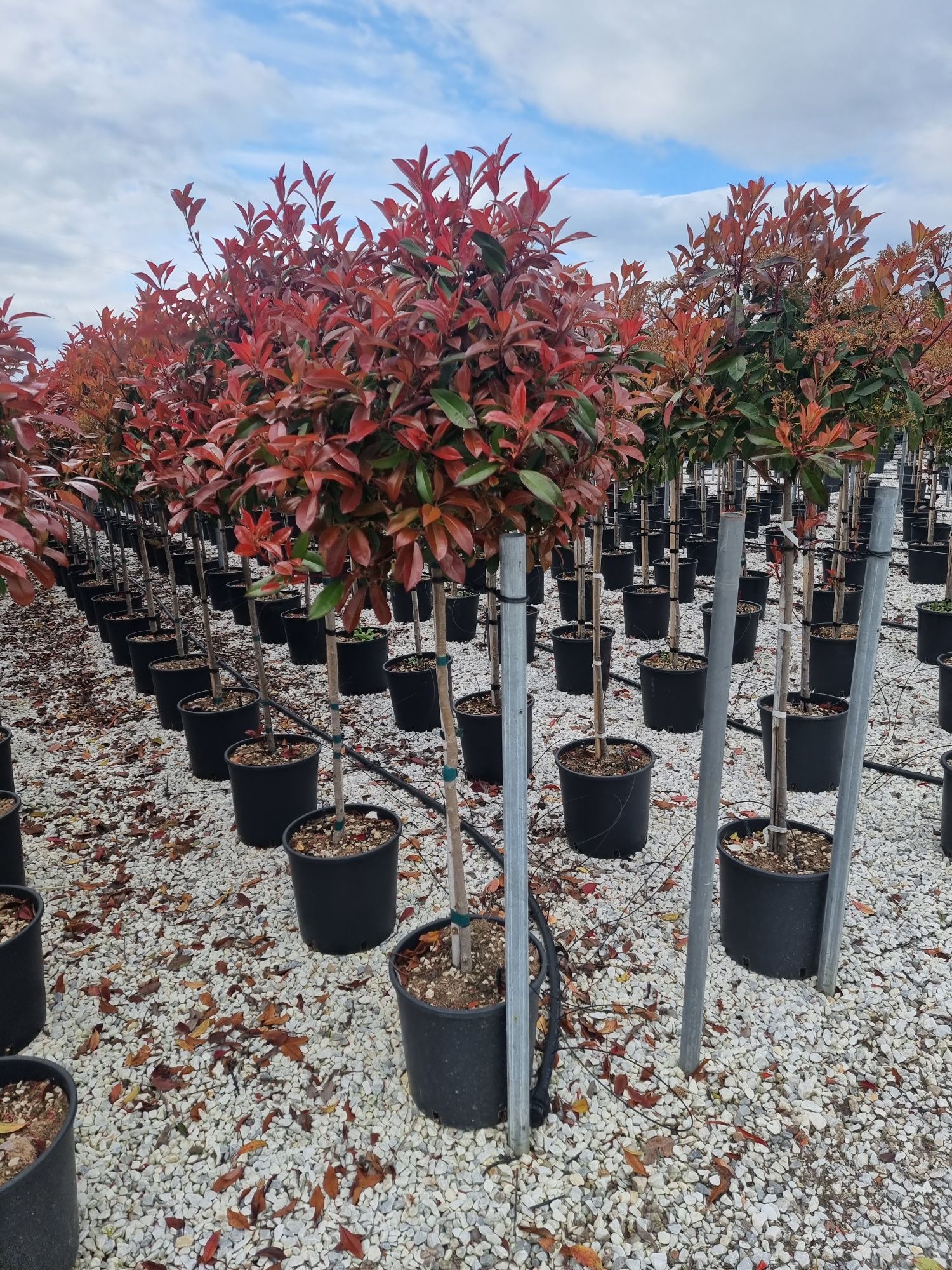 Pin pe tija - Photinia red robin normală și pe spalier