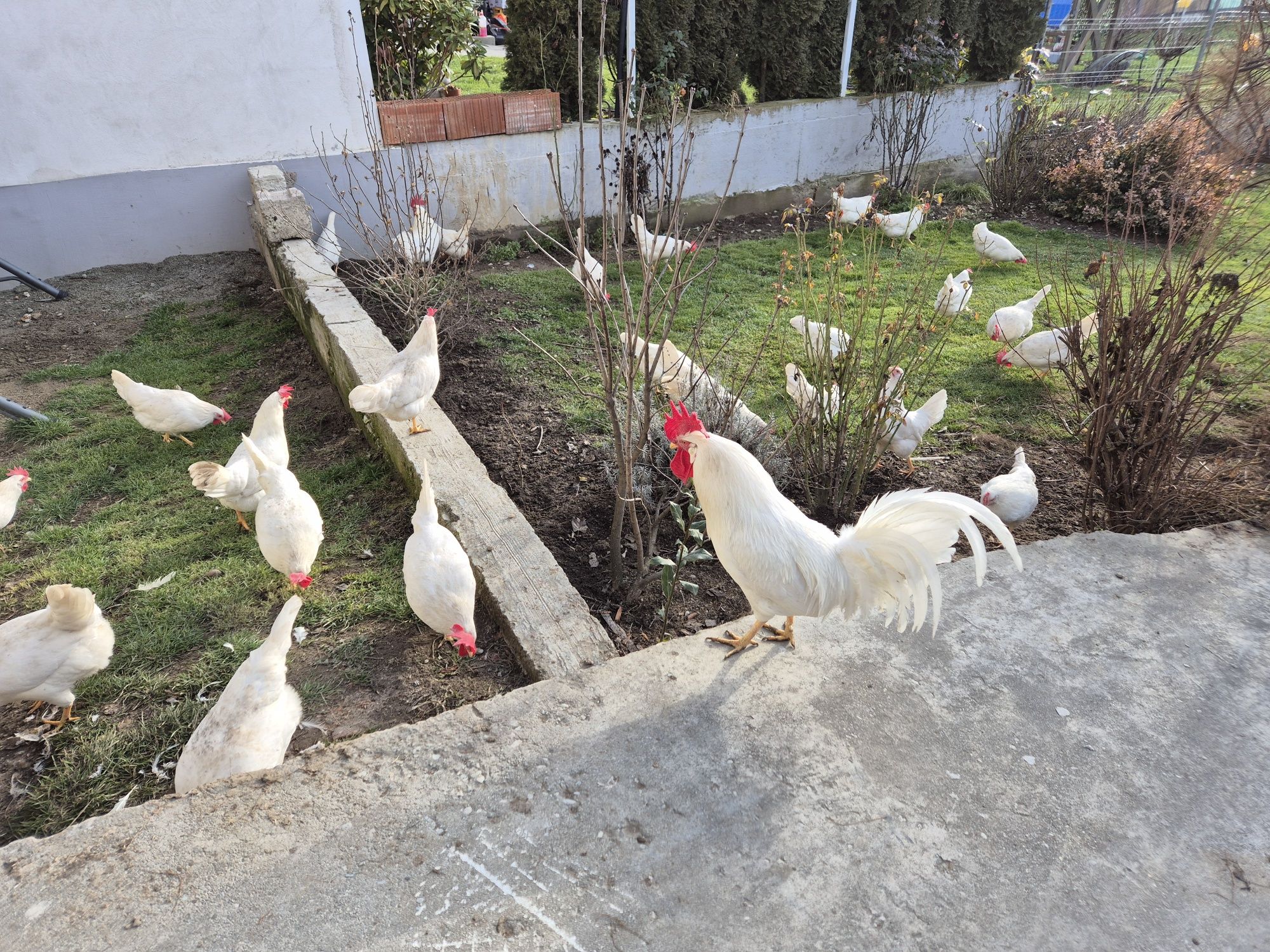 Oua de la gaini italiene si leghorn alb pt incubat.