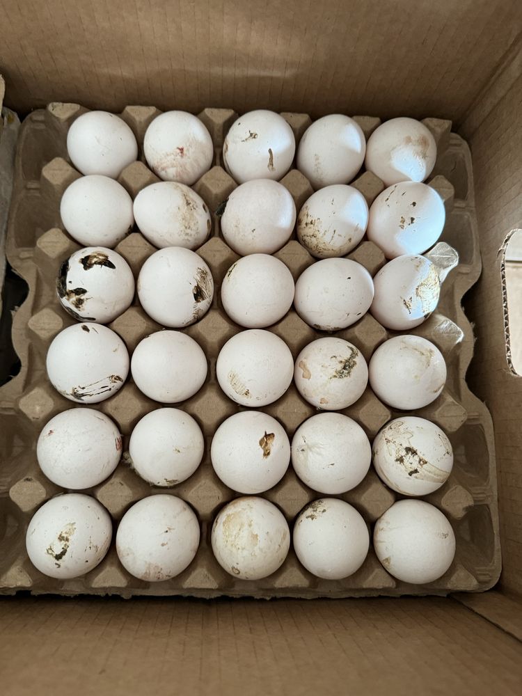 Яйца без бечати грязные
