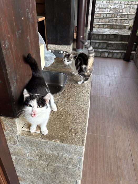 Подарявам котета