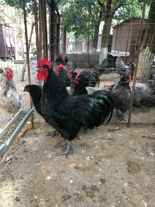 Oua incubat australorp alb splash albastru negru, plymouht, araucana