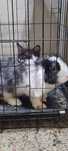 Rehoming my adorable rabbit

Litter trained – clean and easy to ca