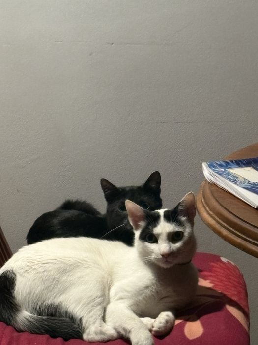 Donez motan/pisica transilvaneana rasa transylvanian cat