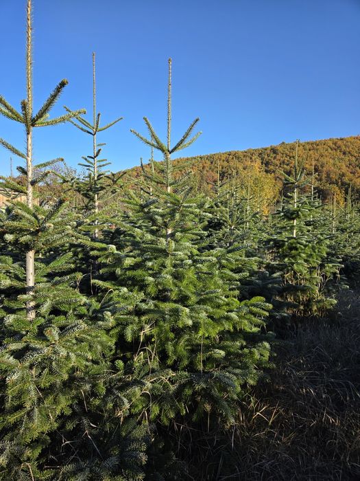 Brazi arginti si verzi