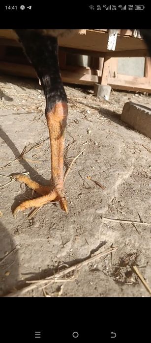 Juja sotiladi may oyida chiqqan