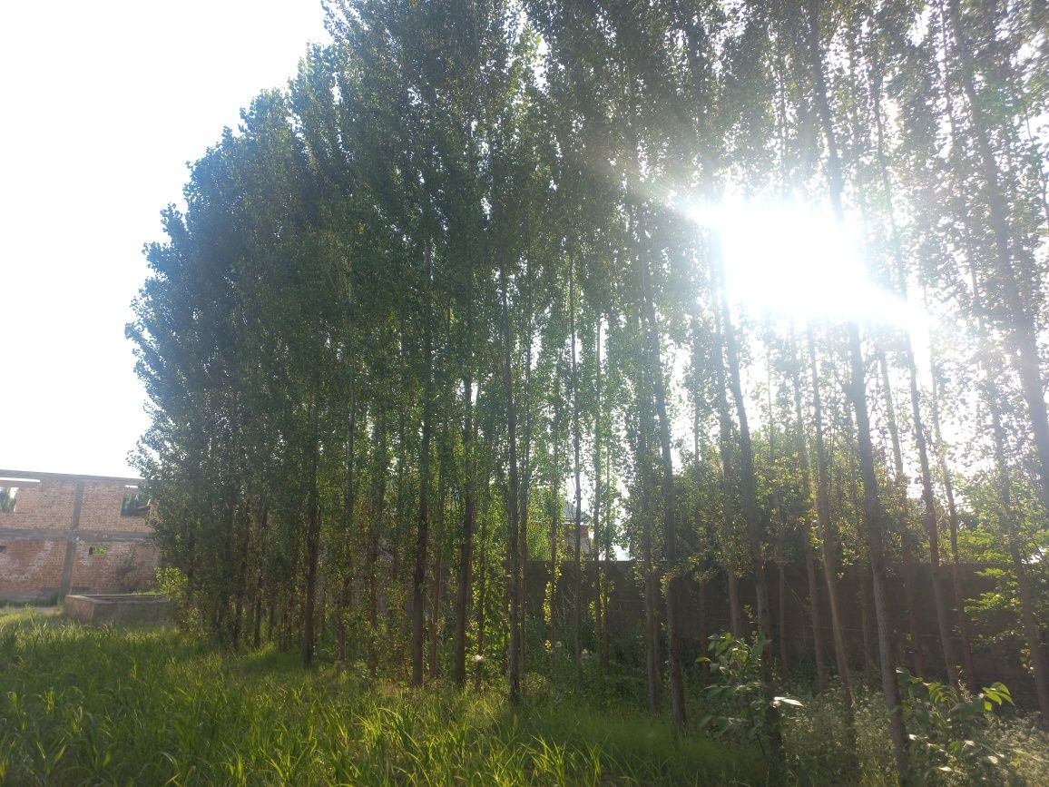 Chek sotiladi! Quruq yer sotiladi