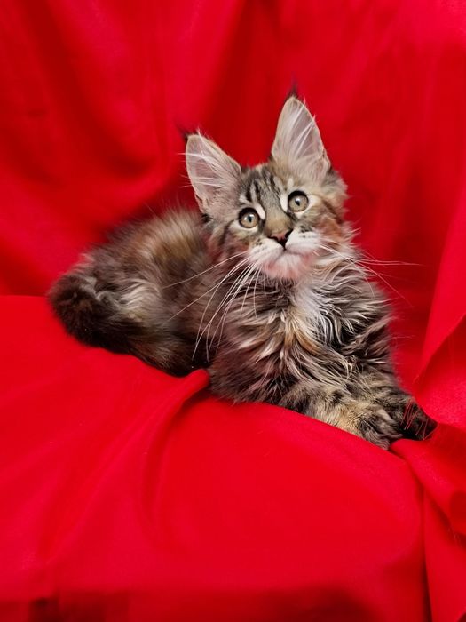 Мейн кун девочка