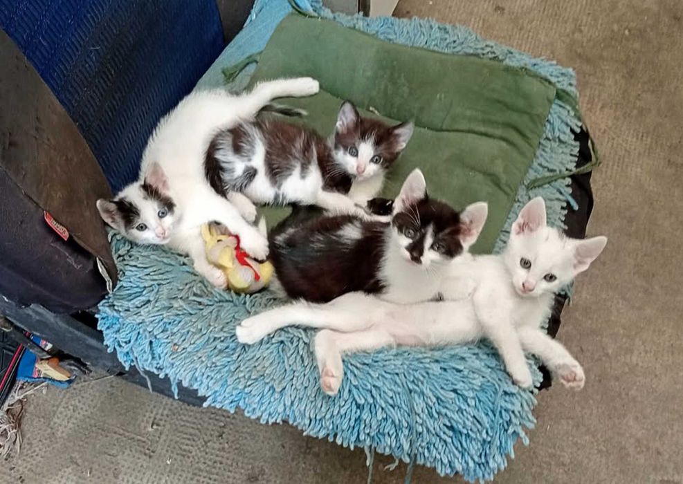 Pisicute de 3 luni cauta stapani iubitori!