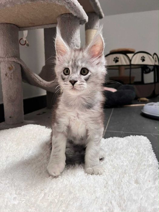 Мейн куун котенца