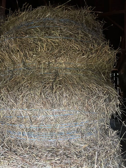 Vând baloți de miriste