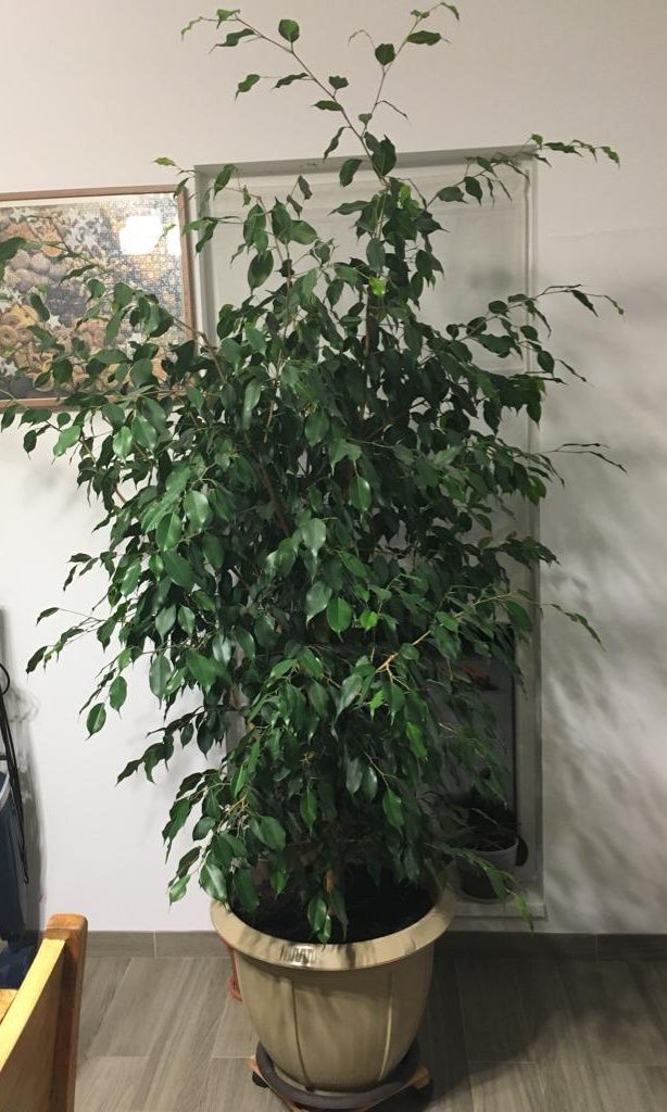 Ficus cu frunza mica - înălțime 2m