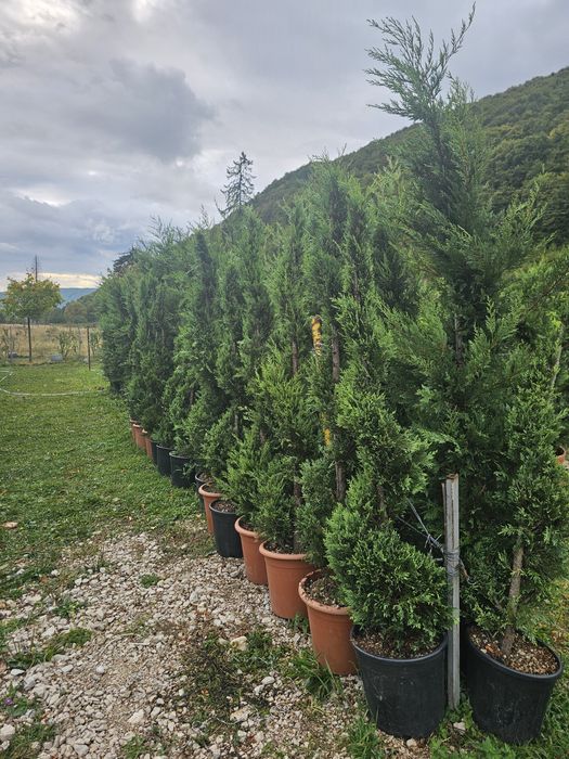 Plante ornamentale de orice tip diferite dimensiuni de extra calitate