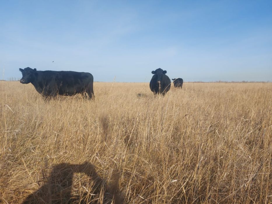 Продам племенные коровы Абердин Ангус