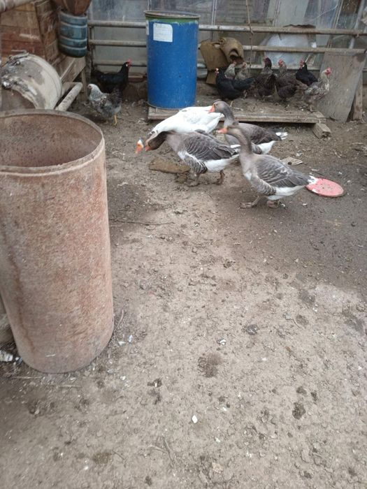 Лебедови Гъски - добре гледани