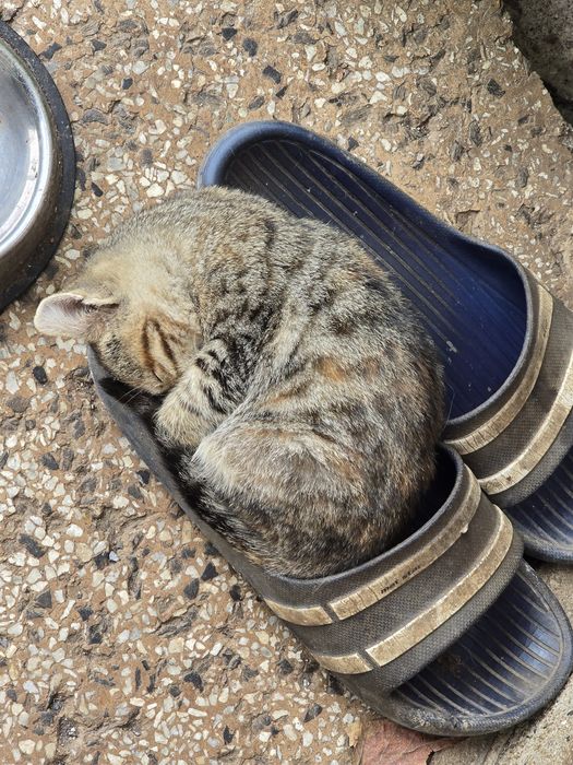 Подарявам женско коте