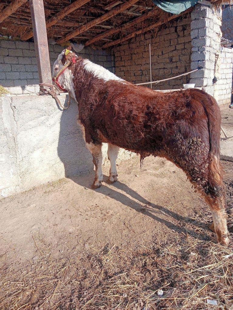 Girinfort Buqa sotiladi qizqala zotor buqa