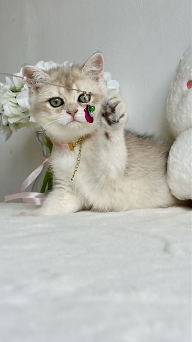 Fetita British Shorthair Chinchilla Blue Golden - Pedigree