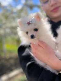 Pui de pomeranian