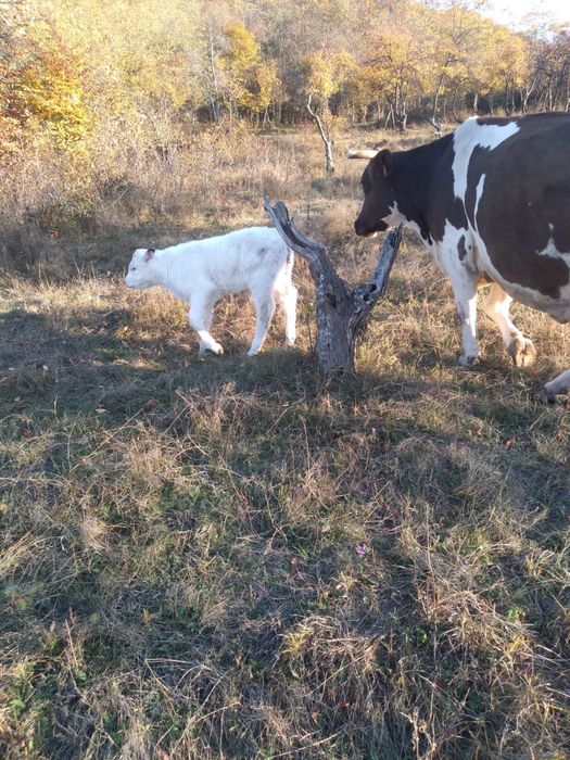 Vand vaca baltata romaneasca