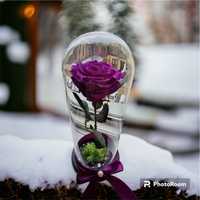 Trandafir mov in cupola cristalina de 17-20-25 cm